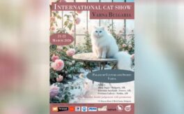 Изложба на котки - Дворец на културата и спорта - Варна